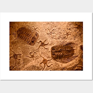 Dinosaur Petrification / Swiss Artwork Photography Posters and Art